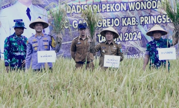 DKP3 Kota Metro Imbau Petani Panen Padi di Waktu yang Tepat