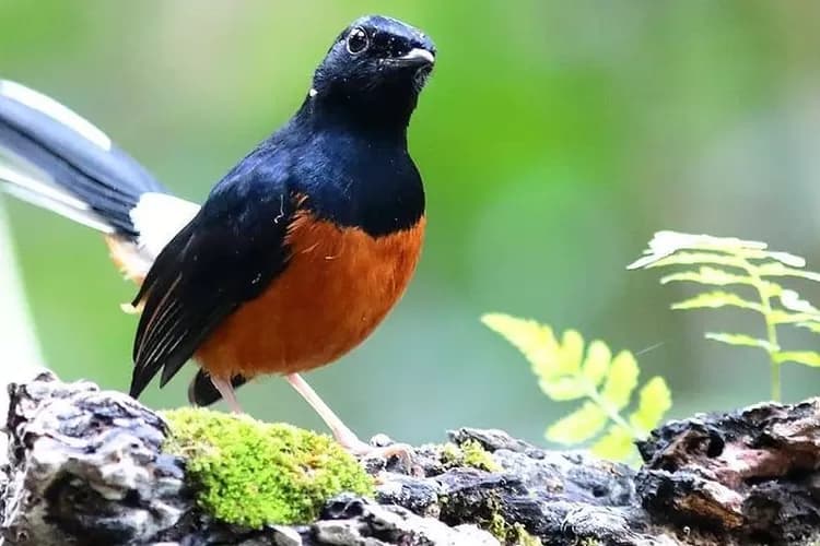 Terkejut! Jenis Burung Murai Batu Ini Ternyata Bisa Hidup Hingga 20 Tahun