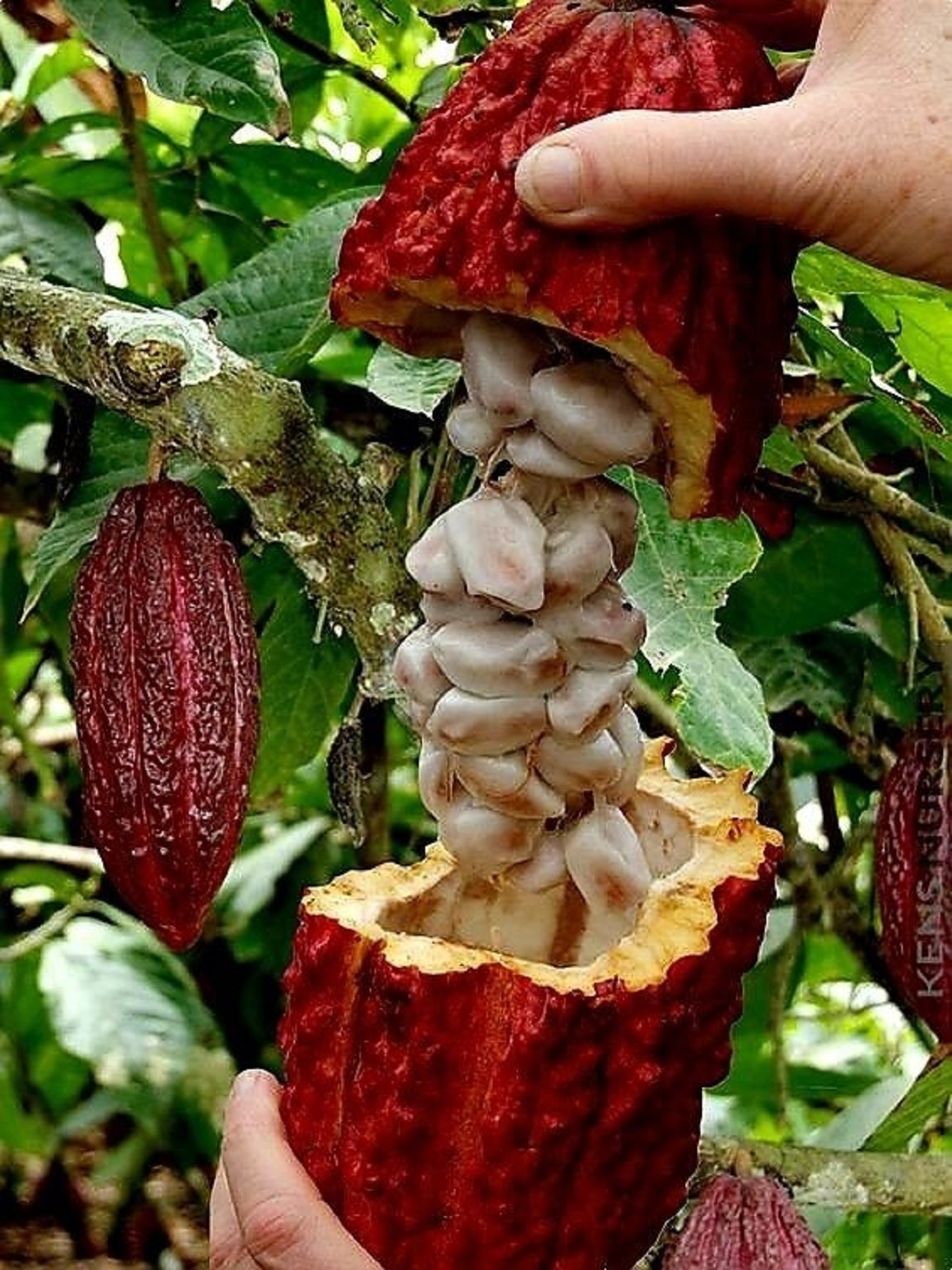Daftar Perawatan dan Peralatan Wajib Bagi Petani Kakao di Musim Kemarau
