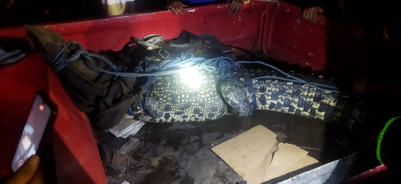 Kerap Hantui Warga Sukaraja, Buaya Sepanjang Tiga Meter Akhirnya Tertangkap