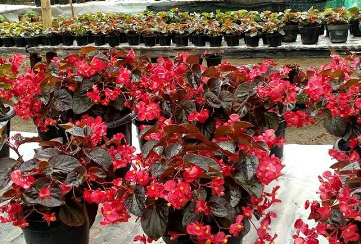 Fakta Dibalik Mitos Tanaman Begonia yang Konon Bisa Membawa Keberuntungan