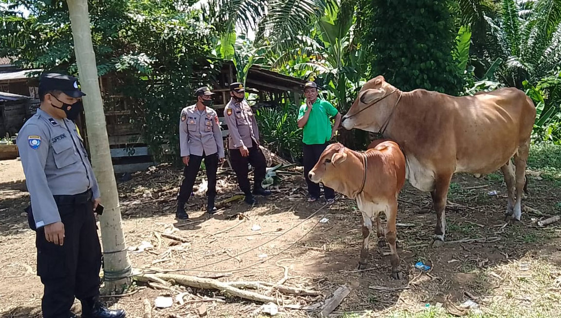 Antisipasi PMK, Polsek Bengkunat Cek Hewan Ternak