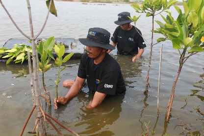 Selamatkan Lahan Kritis Akibat Abrasi, BRI Salurkan Ribuan Bibit Mangrove Kelompok Tani di Muaragembong