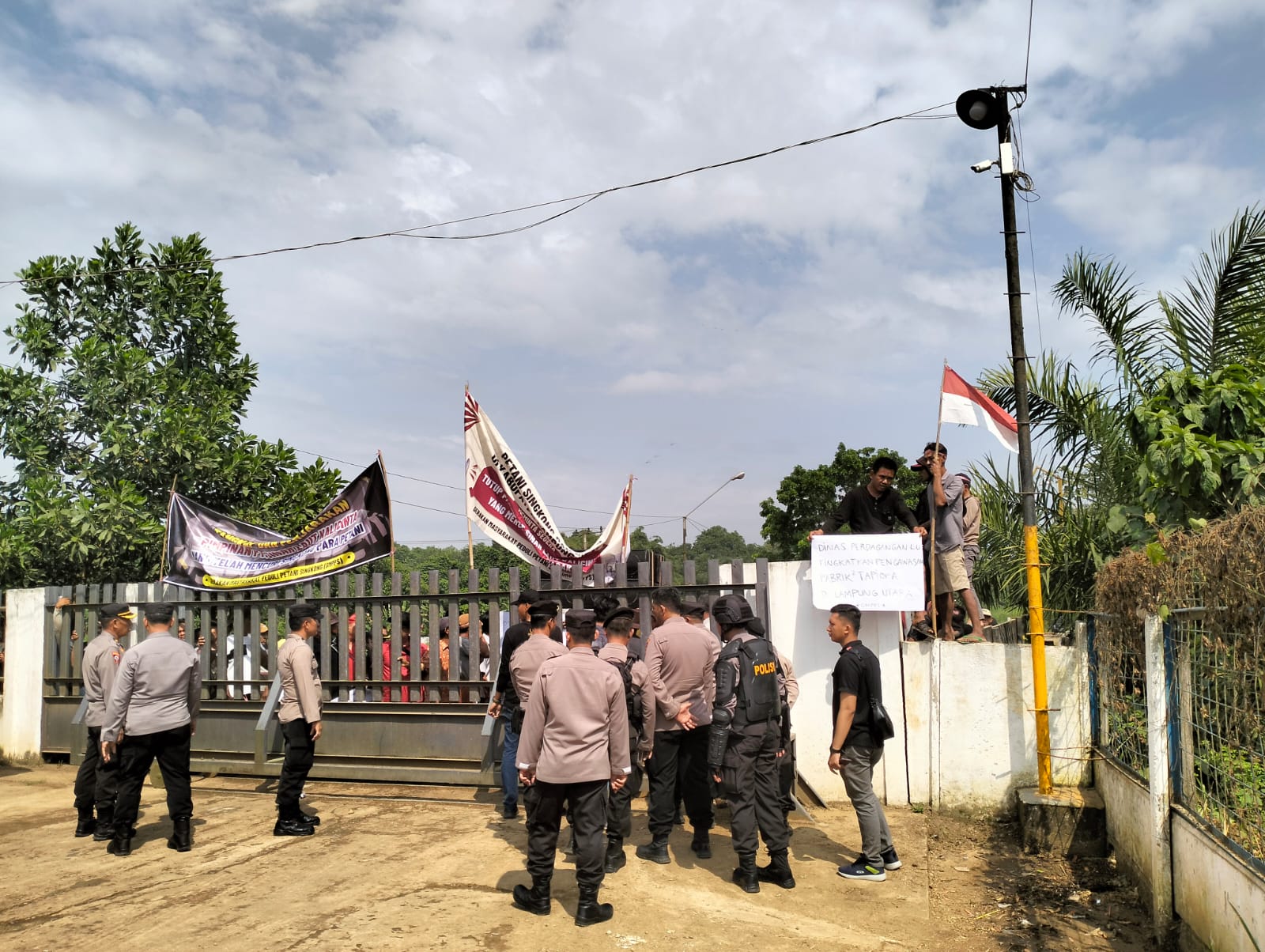 Pasal Timbangan, Ratusan Massa Petani Singkong Ancam Lapor Polisi