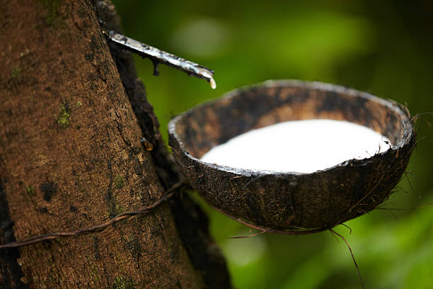 Harga Karet di Mesuji Capai Rp 11 Ribuan Perkilogram, Namun Biaya Sadap Tidak Sesuai
