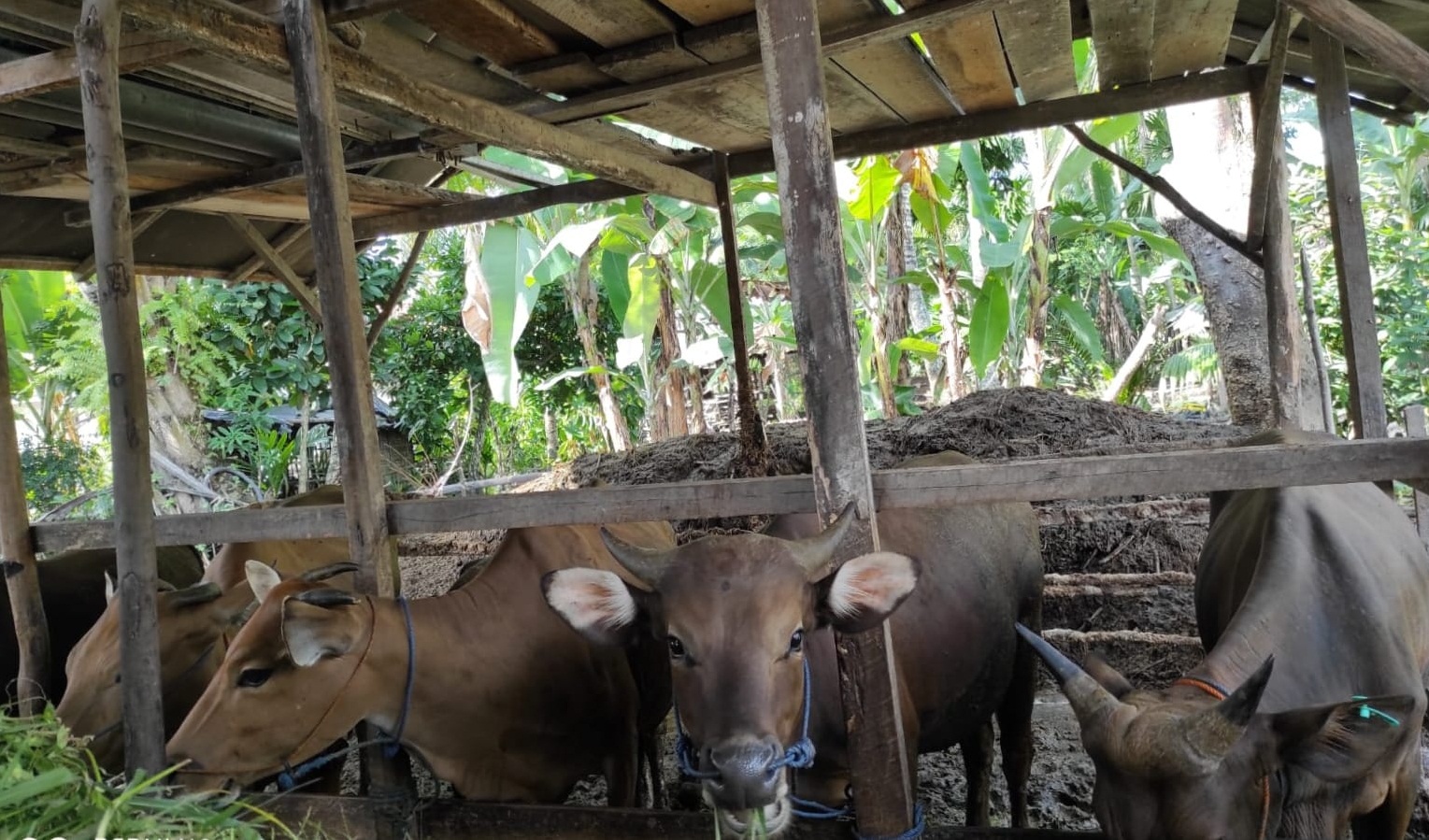 Luar Biasa, Jumlah Sapi di Mesuji Bisa Segini