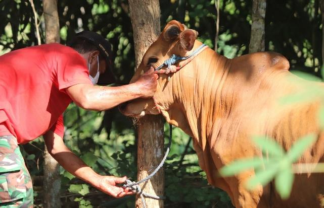 Jangan Sampai Salah! Ini Ciri-Ciri Hewan yang Tidak Boleh Dikurbankan