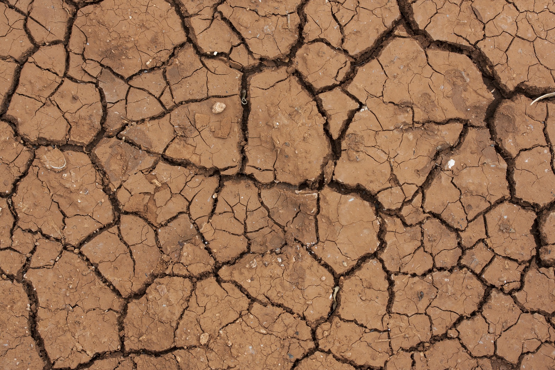 Dampak El Nino, 837 Hektar Sawah di Lampung Utara Kekeringan