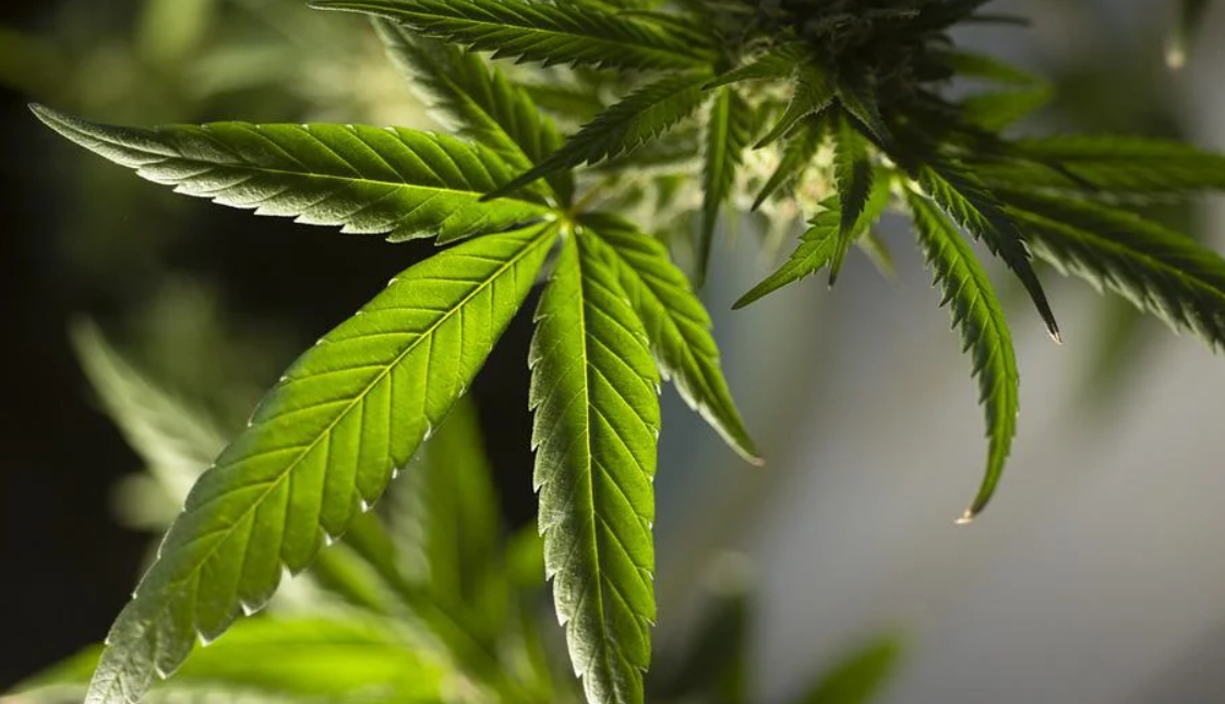 Berbekal Permenkes, DPR Aceh Wacanakan Legalisasi Ganja untuk Medis
