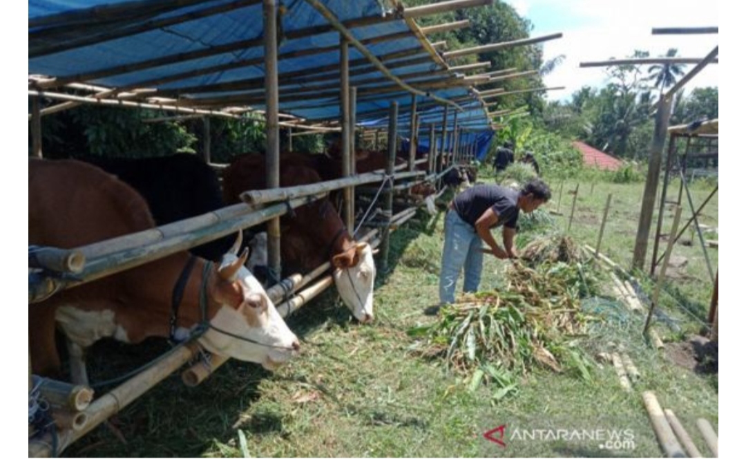 Ini Imbauan Disnaskeswan Tubaba untuk Peternak Sapi, Simak Ya