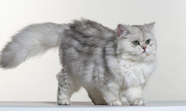 7 Cara Melebatkan Bulu Kucing, Cat Lovers Wajib Tahu!