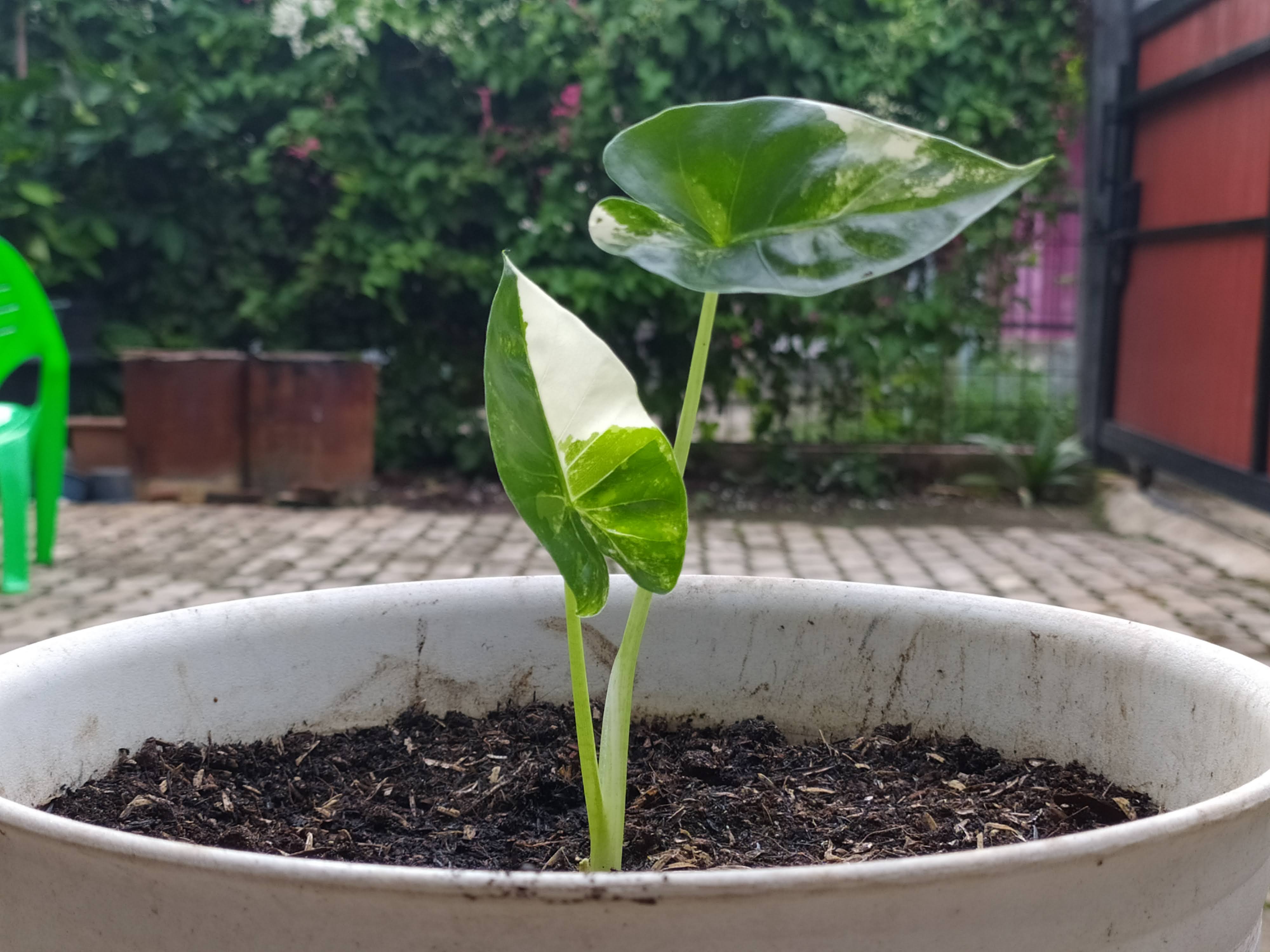 Si Daun Lebar yang Cantik, Alocasia Macrorrhiza Variegata