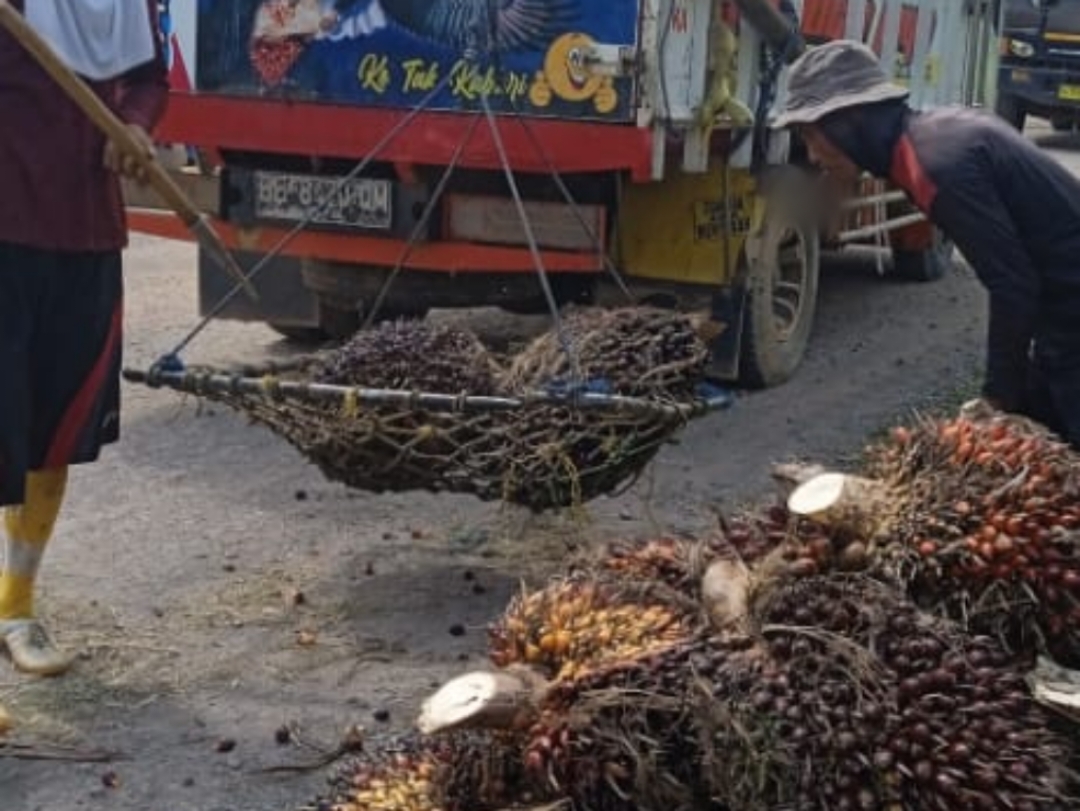 Catat! Pemerintah Janji Naikan Harga Sawit untuk Para Petani, Bisa Normal Kembali Dalam 2 Pekan