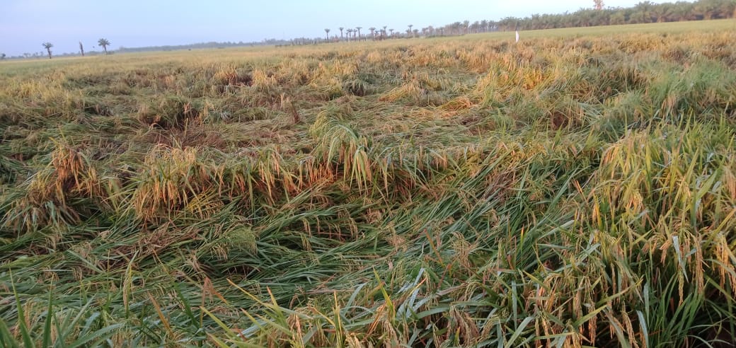 Duh... Diterjang Angin Kencang Disertai Hujan Deras, Tanaman Padi Siap Panen Rusak Berat