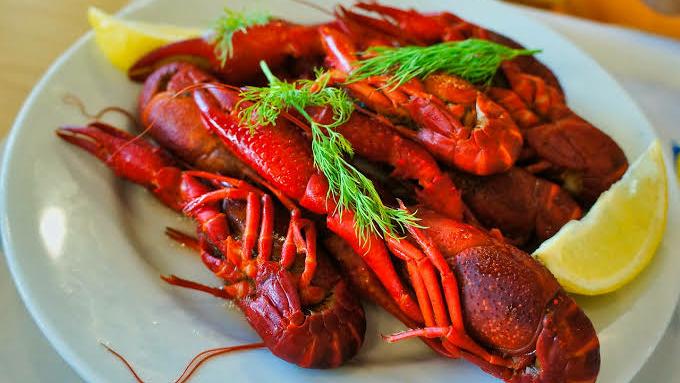 4 Cara Agar Lobster Air Tawar Cepat Besar