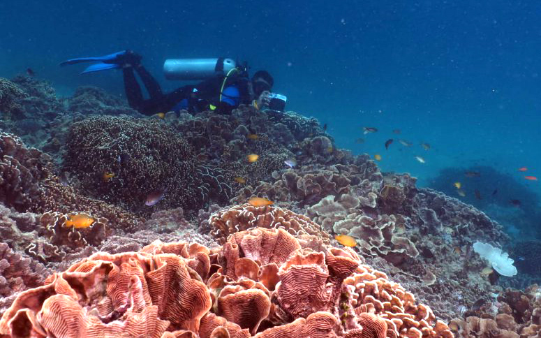 Bandara Neira, Sejarah Rempah-rempah Hingga Surga Bawah Laut Indonesia