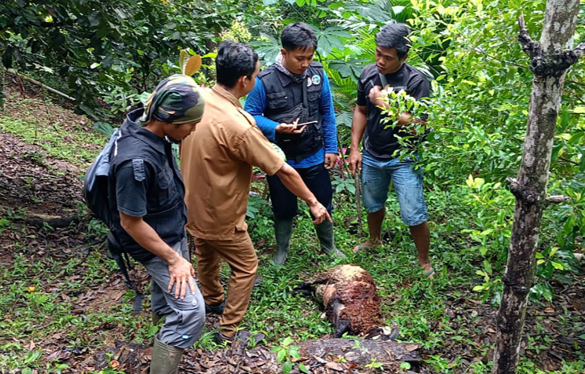Masuk Perkampungan, Harimau Sumatera Mangsa Kambing Warga di Tanggamus Lampung