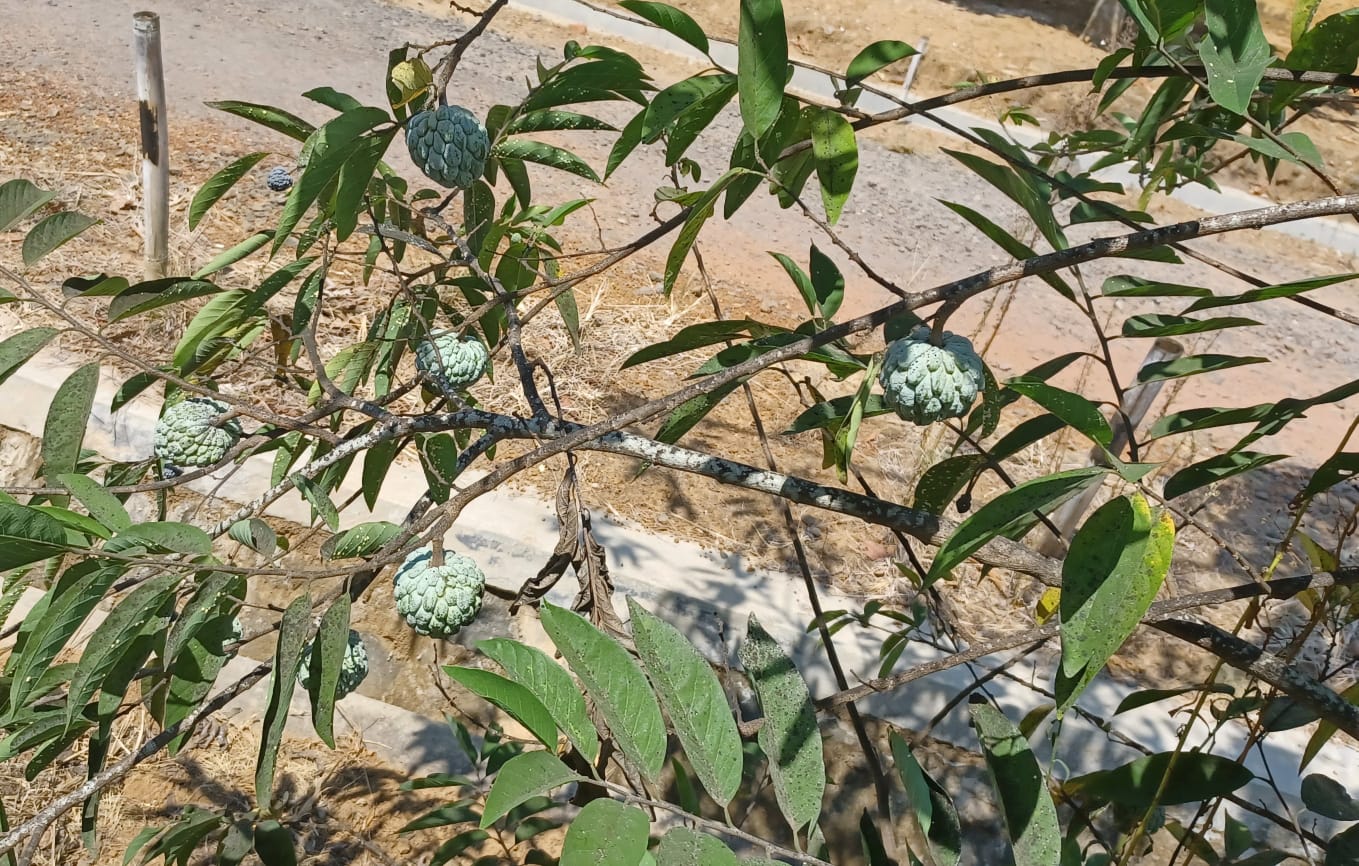 Belum Banyak yang Tahu, Ini 10 Manfaat Buah Srikaya untuk Kesehatan