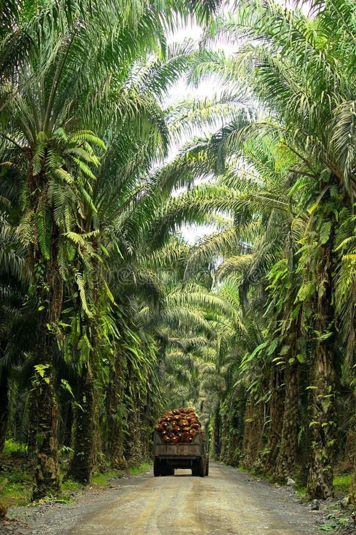 Sistem Pemupukan Sawit di Musim Kemarau Agar Tetap Subur dan Banyak Buah