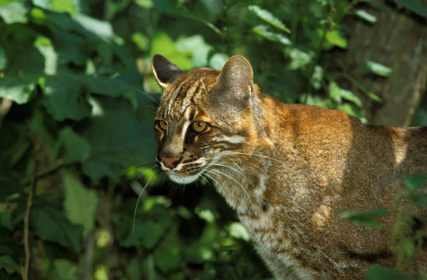 5 Ras Kucing Asli Indonesia yang Hampir Punah