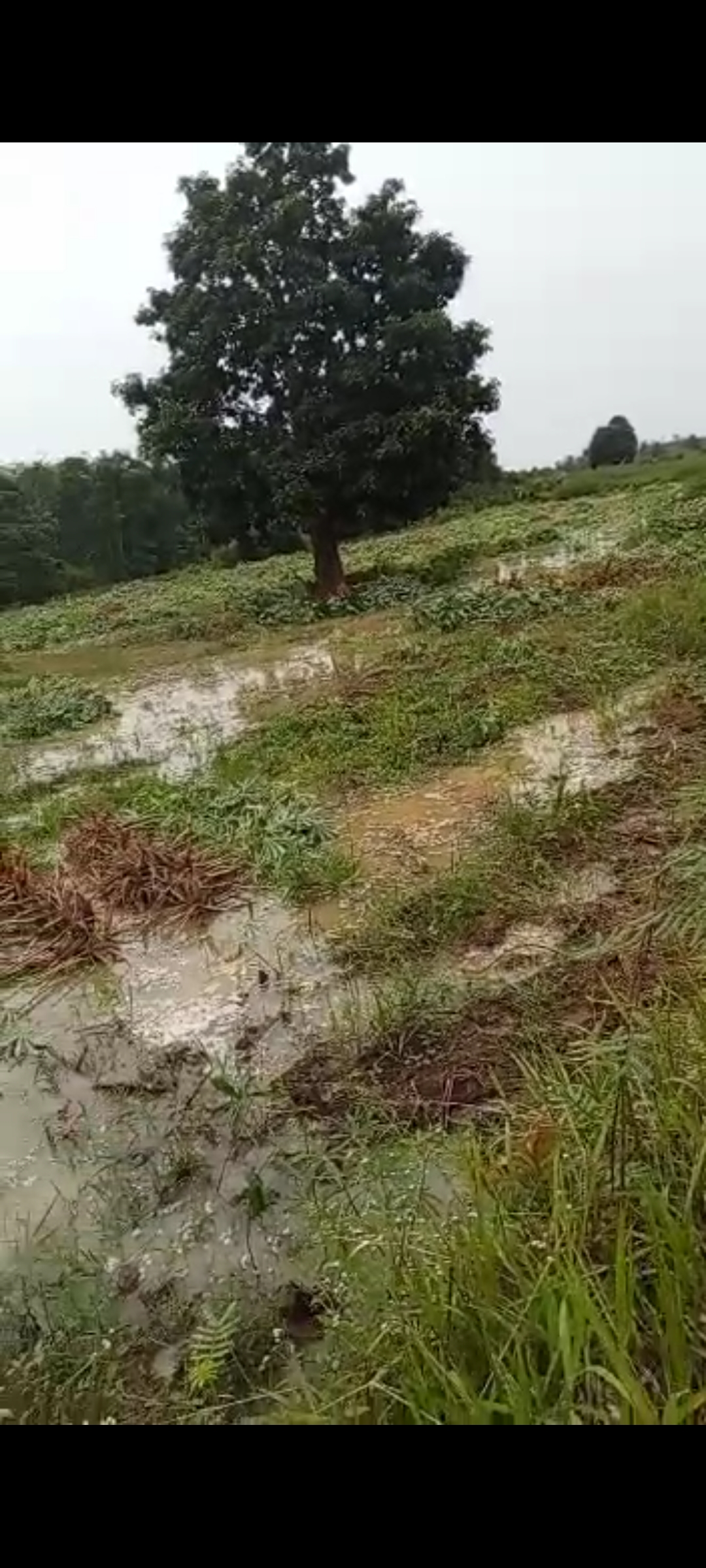 Sungai Meluap, Lahan Singkong di Tubaba Gagal Panen