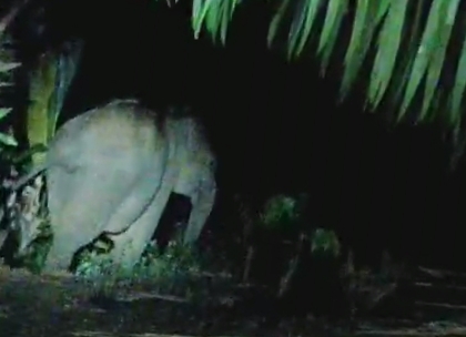 Rombongan Gajah Liar Kembali Masuk Hutan TNBBS