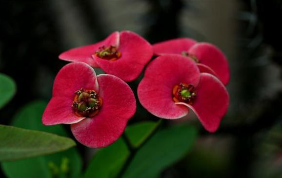 Euphorbia, si Cantik Berduri Penyembuh Luka