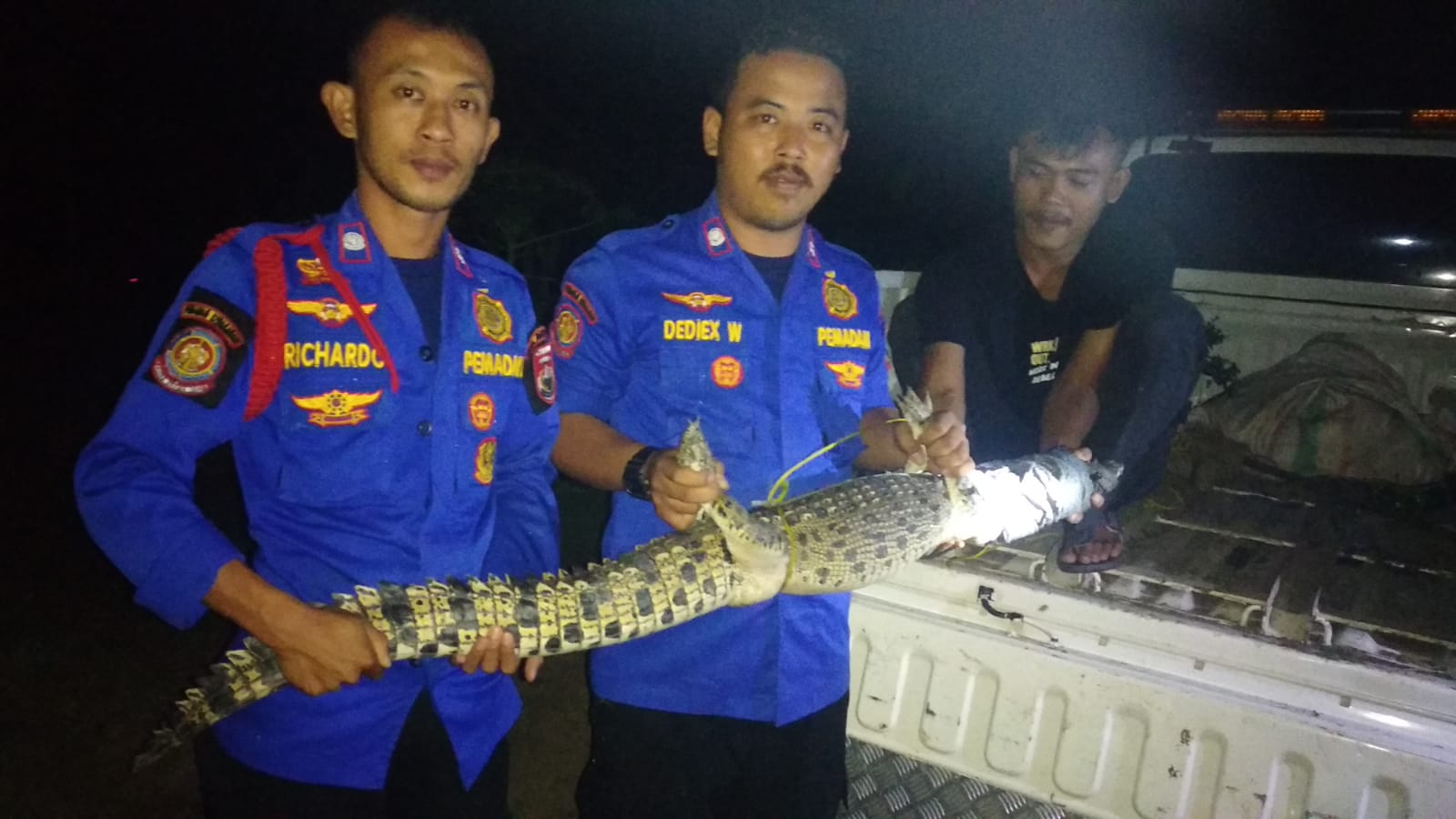 Akhirnya, Buaya yang Berkeliaran bisa Ditangkap