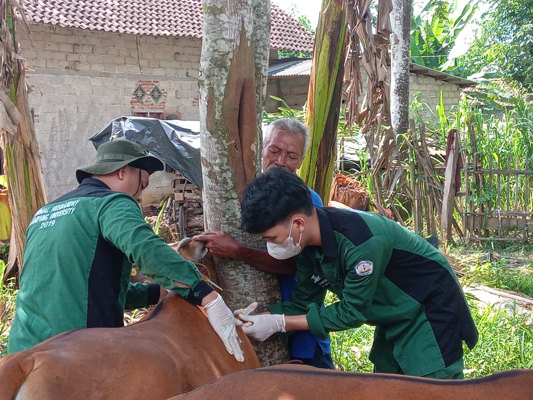 Ada Dua Sapi di Mesuji Terjangkit Penyakit LSD, Ini yang Dilakukan Dinas Peternakan
