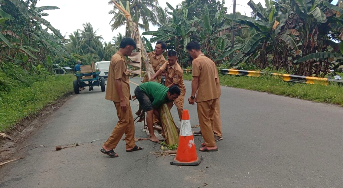 Aparat Pekon Protes, Jalinbar Berlubang di Pesisir Barat Ditanami Pisang