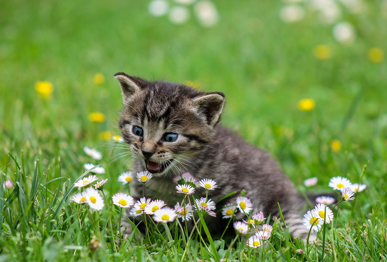 Tertarik untuk Pelihara Kucing Liar? Berikut Beberapa Tips untuk Memeliharanya