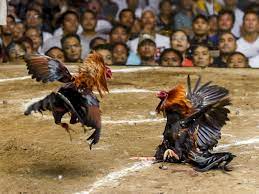 Pak Polisi, Warga Way Kanan Keluhkan Maraknya Sabung Ayam Nih