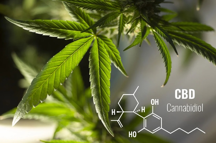 Menkes Beri Izin Pemakaian Ganja untuk Penelitian, Simak Penjelasan Lengkapnya!