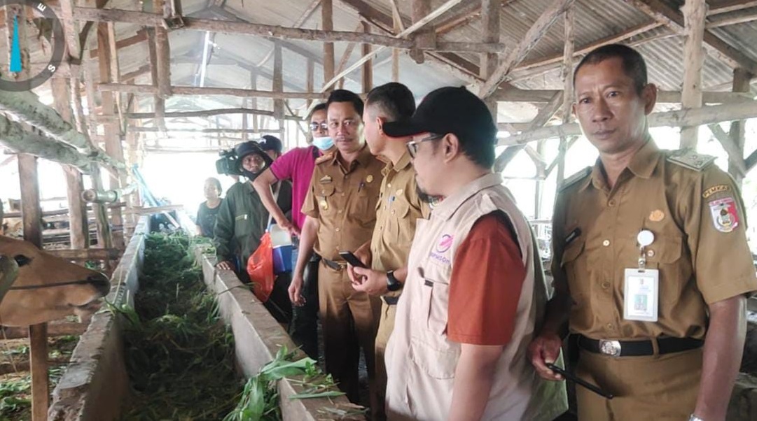 Bertambah 42 Ekor, PMK di Tulang Bawang Kini Sentuh 421 Kasus