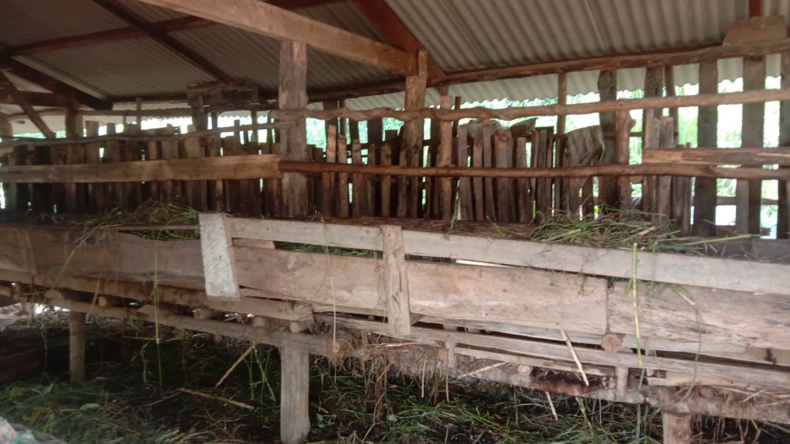 Pagi Hari, 10 Kambing Warga Banjar Margo Digondol Maling, Pelaku Sempat Dilihat Tetangga