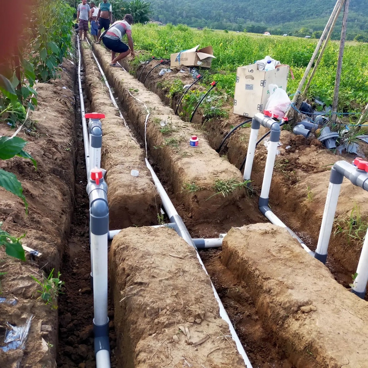 7 Hal Penting Dalam Membuat Irigasi Tetes, Solusi Agar Tanaman Tetap Subur Saat Kemarau