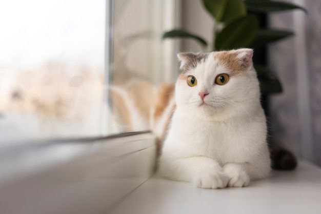 Tips Agar Kucing Semakin Sehat, Ternyata Perlu Lakukan Cara Ini