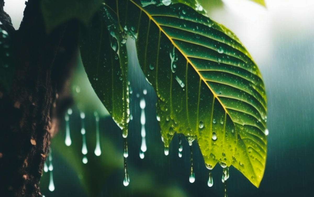 Mengenal Petrichor si Aroma Hujan yang Sudah Lama Tak Tercium di Lampung