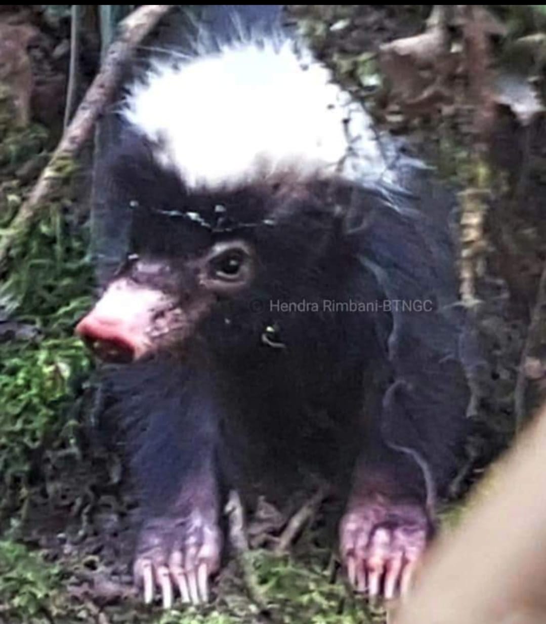 Sangat Unik, Hewan Ini Pertahankan Diri dengan Buang Angin