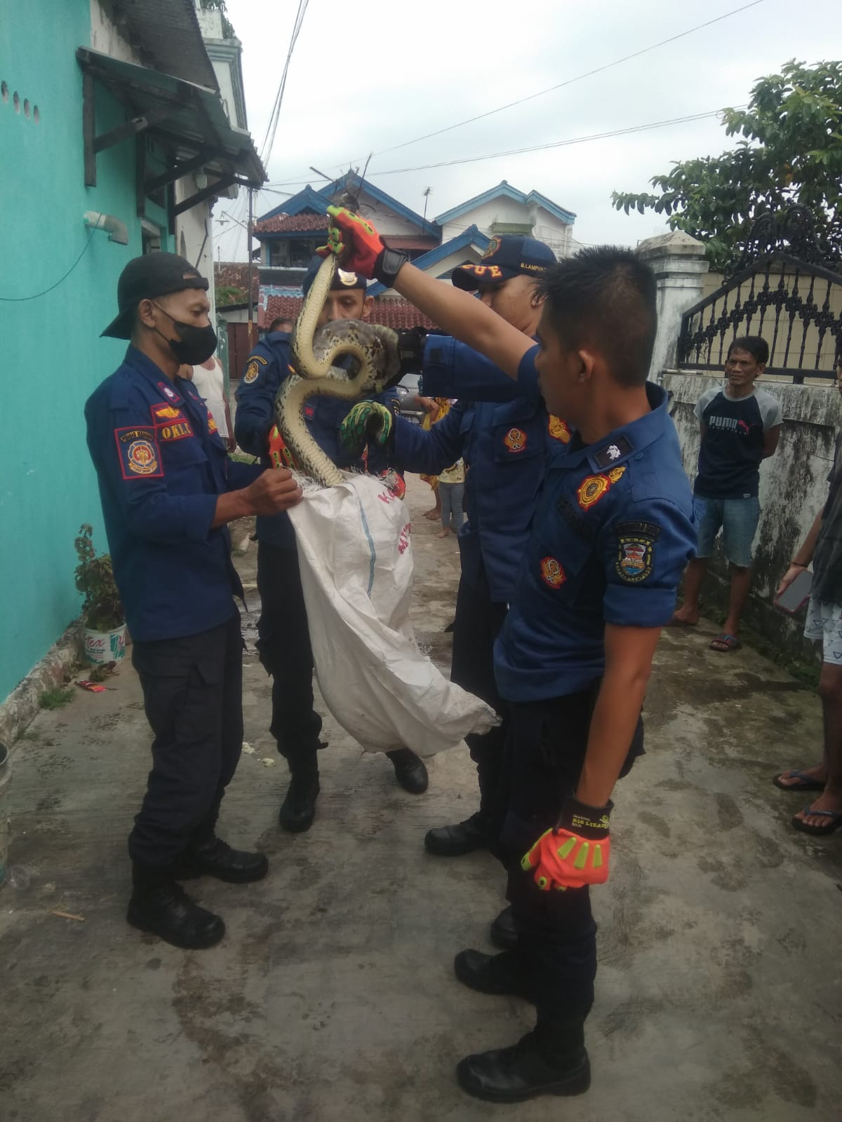 Ular Sanca Sepanjang 1,5 Meter Ngumpet Dirumah Warga, Alhamdulillah Bisa Dievakuasi..