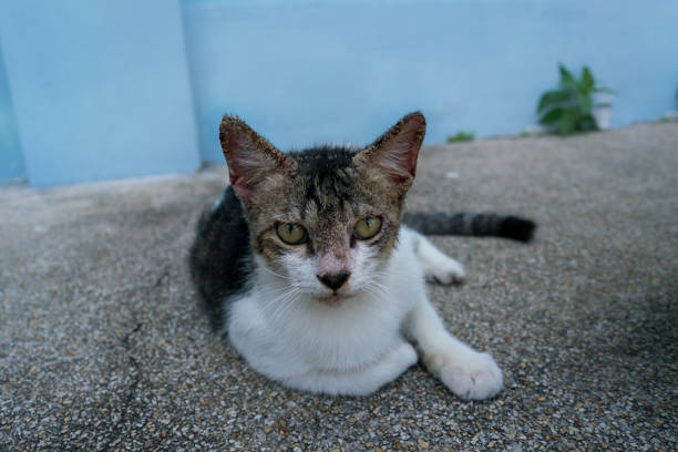Perbedaan Scabies dan Jamur Pada Kucing, Cat Lovers Wajib Tahu