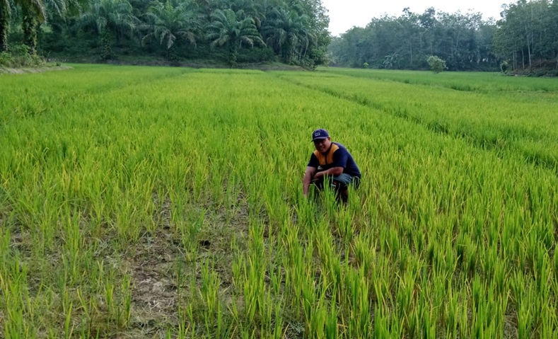 Tak Kunjung Hujan, Puluhan Hektar Sawah di Way Kanan Terancam Gagal Panen