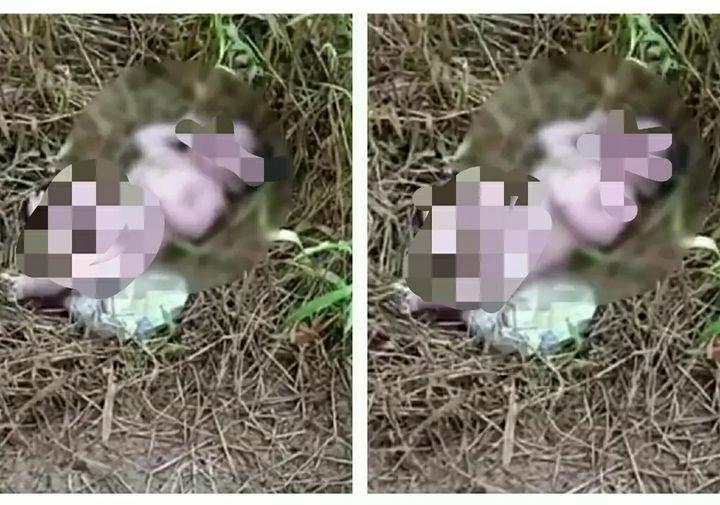 Bikin Geger, Warga Kubu Raya Temukan Bayi Laki-Laki di Semak-Semak Kebun
