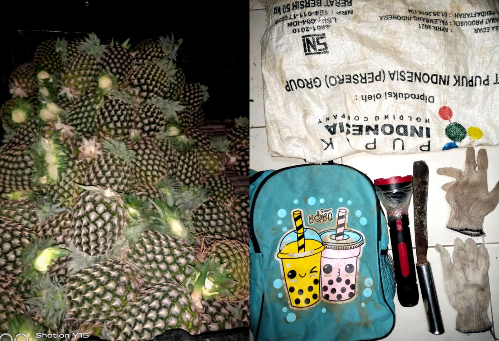 Kepergok Curi Nanas, Satu Tersangka Tertangkap di Kebun