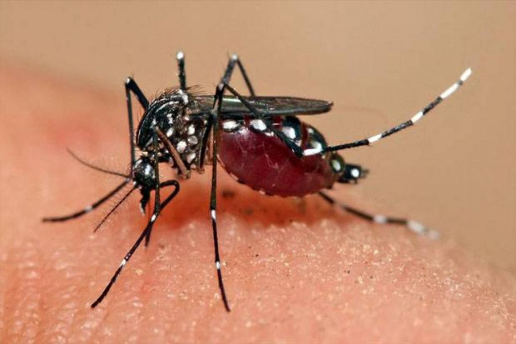 Waspada! Dinas Kesehatan Catat Puluhan Kasus DBD