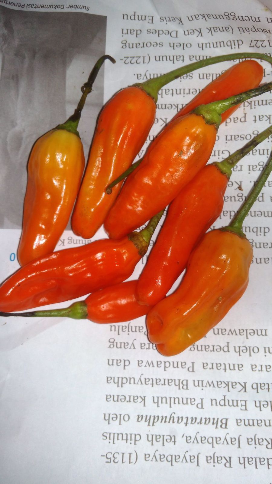 Netizen Heboh, Beli Cabai Rawit Rp 5.000 Hanya Dapat 8 Biji, Ternyata Ini Penyebabnya