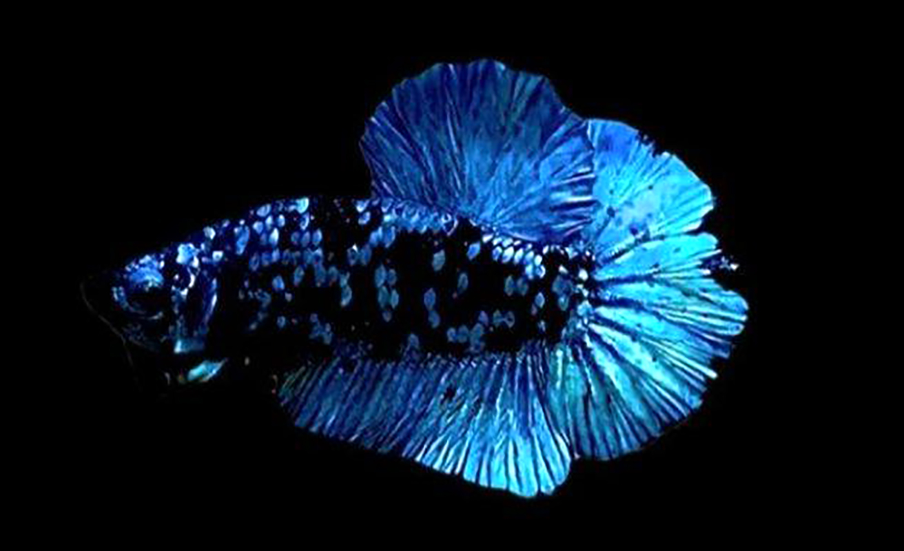 Ikan Cupang Avatar Dengan Warna Mirip Galaxy, Asal-usul dan Jenisnya