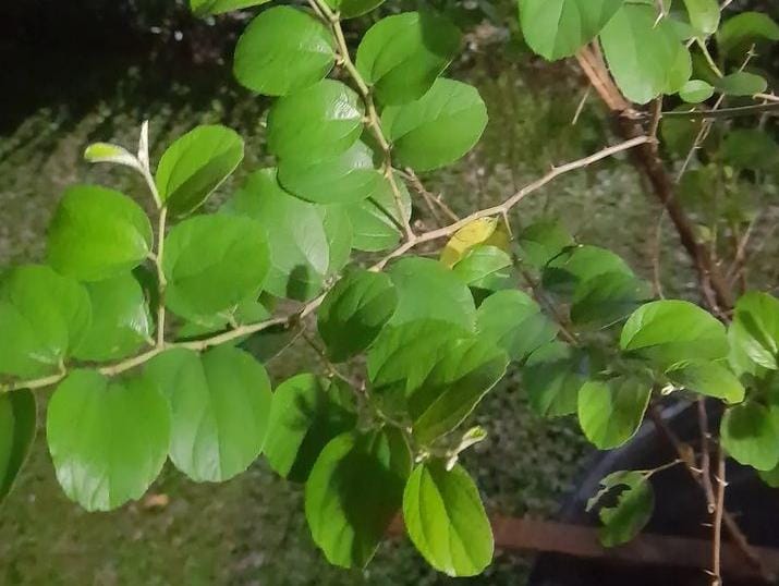 Daun Bidara, Daun yang Dianggap Ditakuti Jin dan Bisa Mengobati Sihir