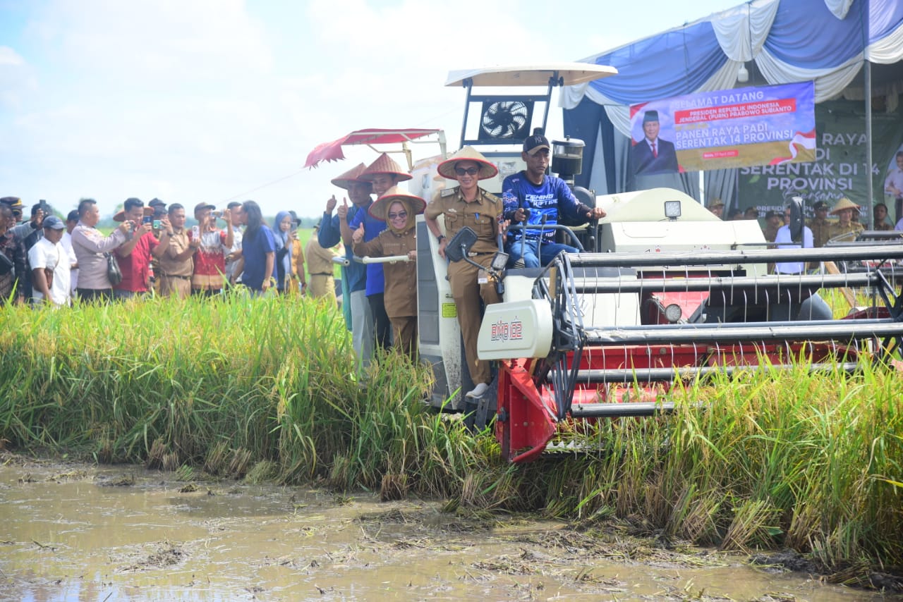 Bupati Mesuji Panen Raya Padi Serentak di Pangkal Mas Jaya