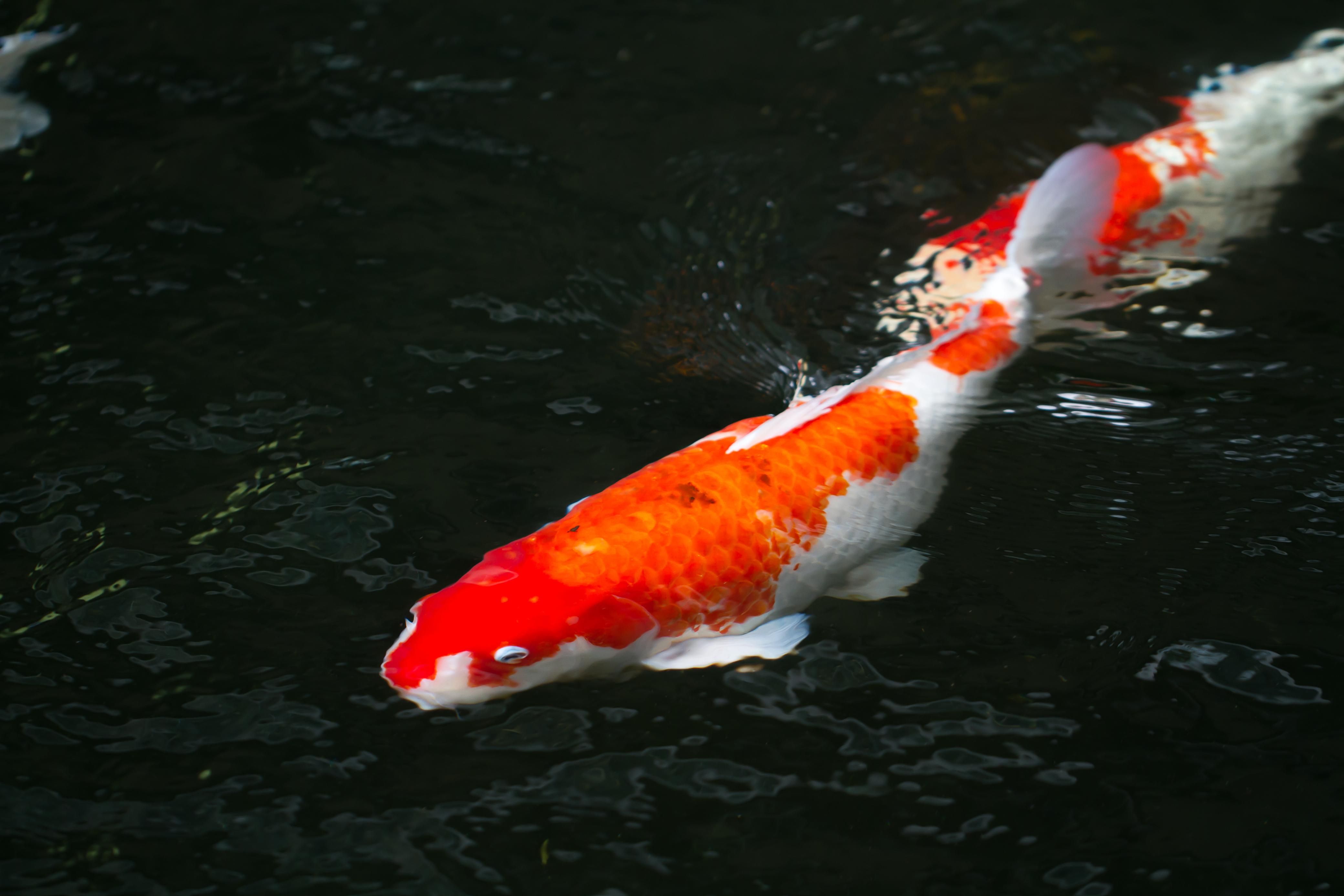 Sejarah Ikan Koi Dari Persia ke Jepang Hingga Populer di Indonesia